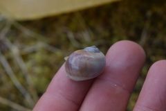 Cryptonatica aleutica