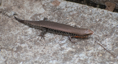 Eutropis macularia