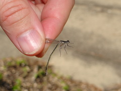 Ischnura elegans