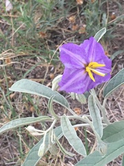 Solanum elaeagnifolium
