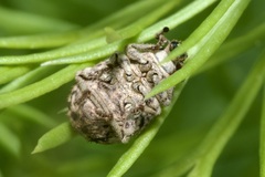 Pelletierellus ventricosus