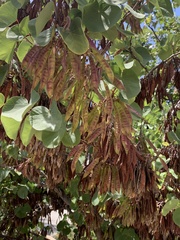 Cercis occidentalis