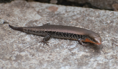 Eutropis macularia