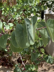 Cercis occidentalis