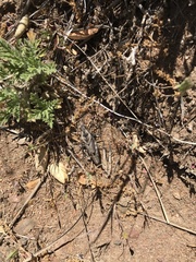 Dracotettix monstrosus