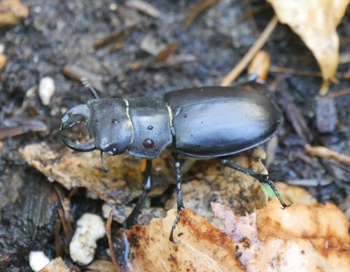 Cottonwood Stag Beetle