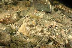 Limanda limanda