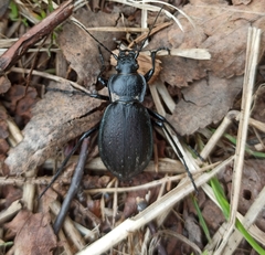 Carabus henningi