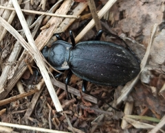 Carabus henningi