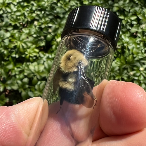 Perplexing Bumble Bee photo 6