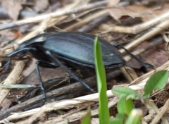 Carabus henningi
