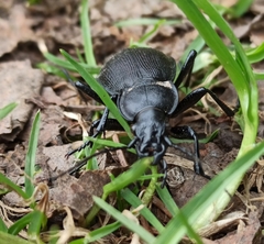 Carabus henningi