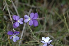 Viola corsica