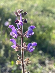 Salvia sclareoides