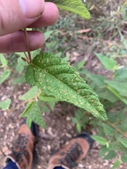 Commersonia dasyphylla