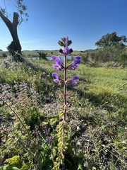 Salvia sclareoides