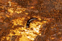 Osoriinae