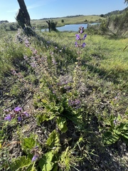 Salvia sclareoides