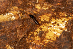 Osoriinae