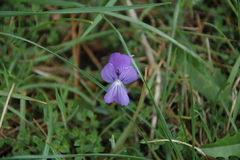 Viola corsica
