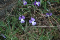 Viola corsica