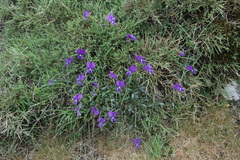 Viola corsica