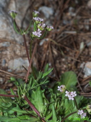Valerianella coronata