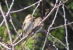 Haemorhous purpureus purpureus