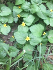 Calyptocarpus vialis