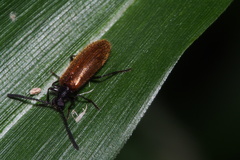Lagria rufipennis