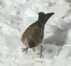 Leucosticte australis