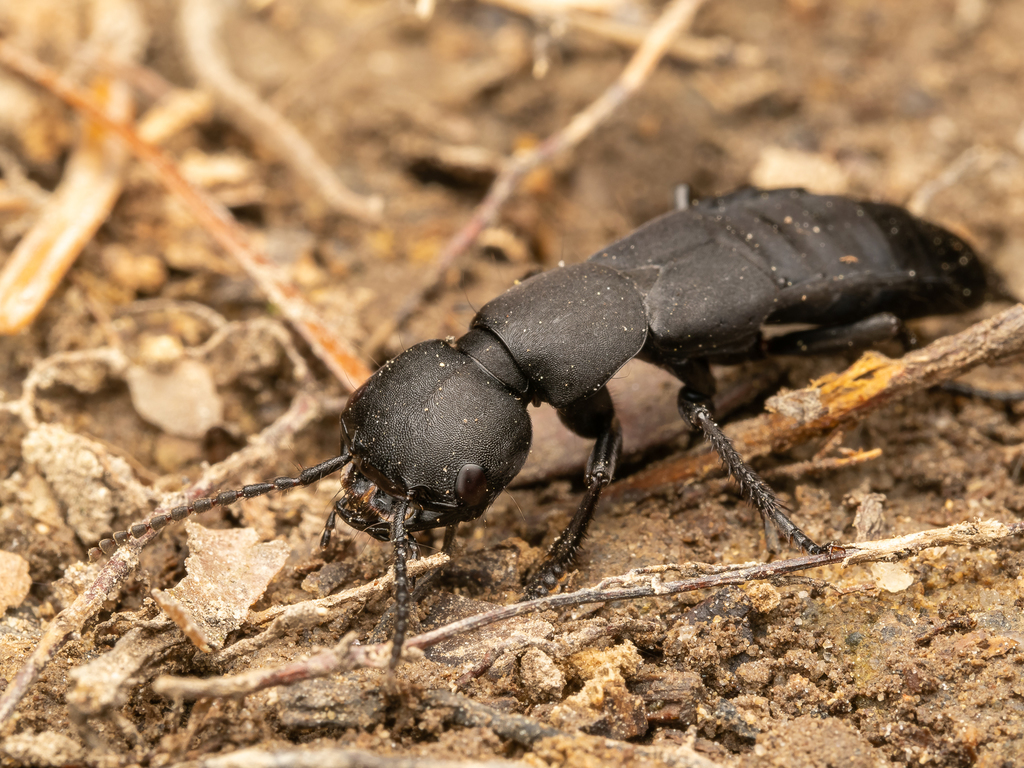 Ocypus biharicus