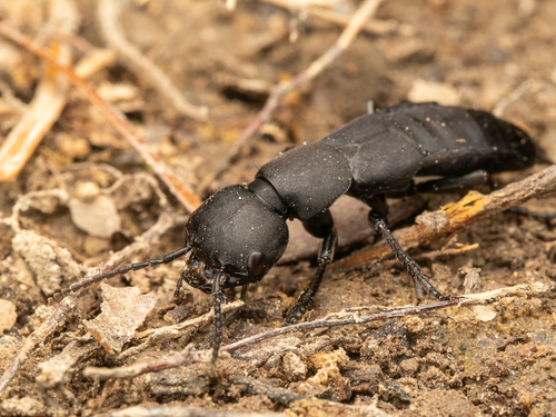 Ocypus biharicus