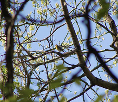 Vireo flavifrons