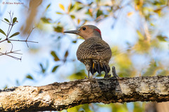 Colaptes auratus chrysocaulosus