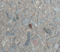 Pyrrhocoris apterus