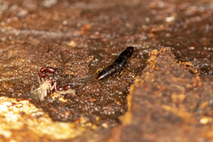 Osoriinae