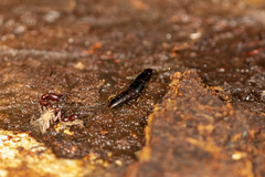 Osoriinae