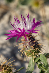 Centaurea sphaerocephala