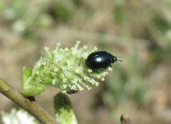 Chrysomela lapponica