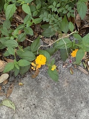 Lantana depressa
