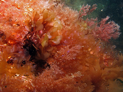 Rhodymenia pseudopalmata