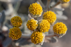 Achillea maritima