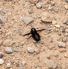 Megachile parietina