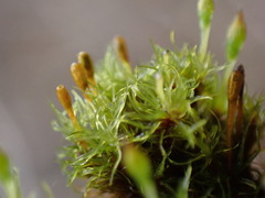 Ulota obtusiuscula