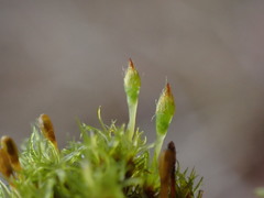 Ulota obtusiuscula