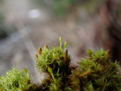 Ulota obtusiuscula
