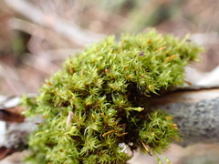 Ulota obtusiuscula