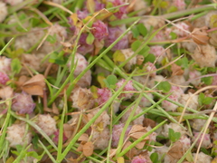 Trifolium tomentosum