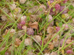 Trifolium tomentosum